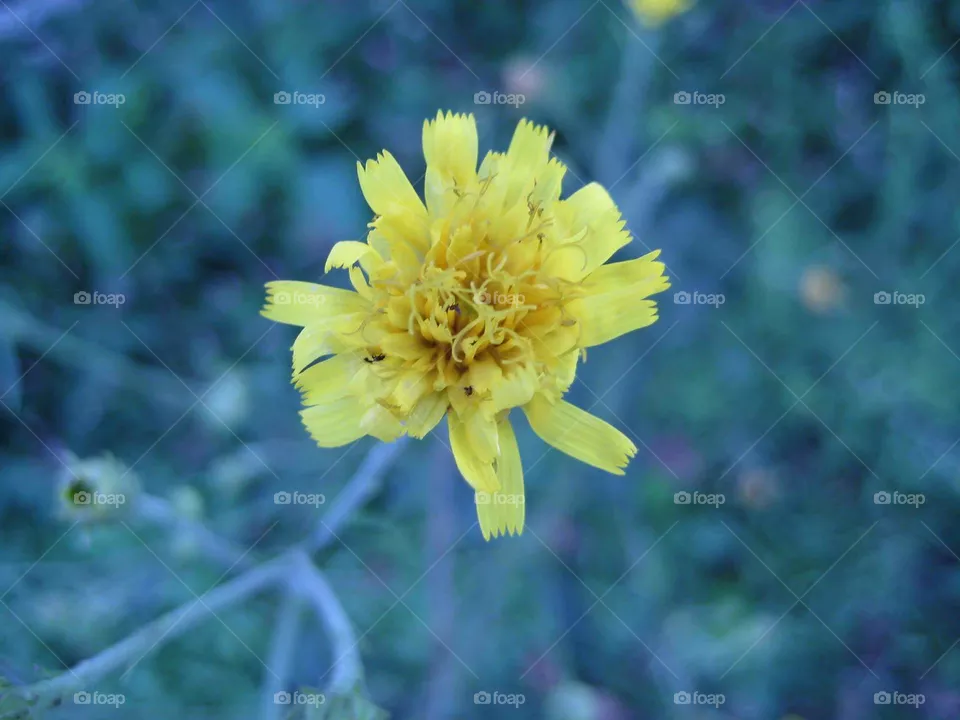 flower