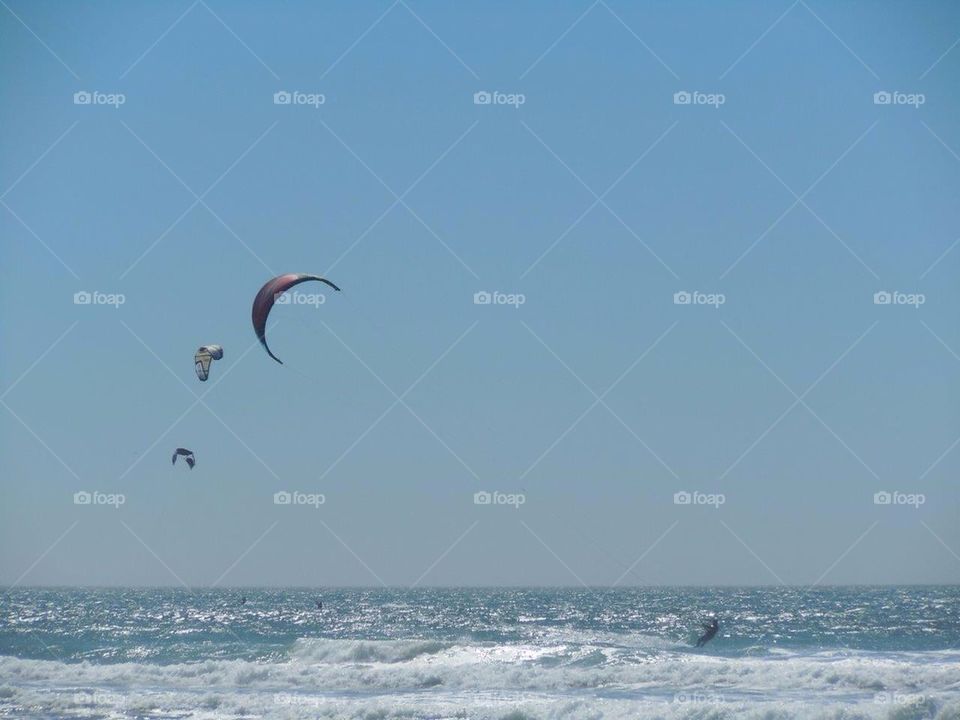 Sea kites 