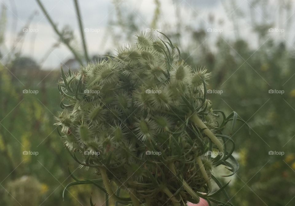 Queen Anne's lace gone to seed