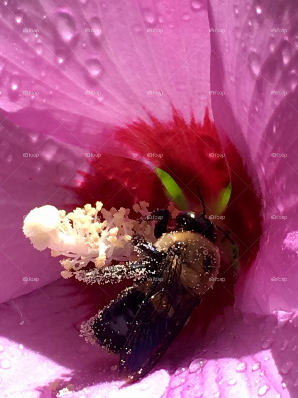 Pollen collection 