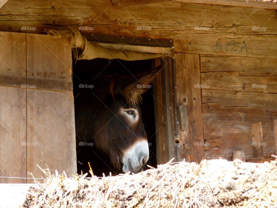 Window with donkey