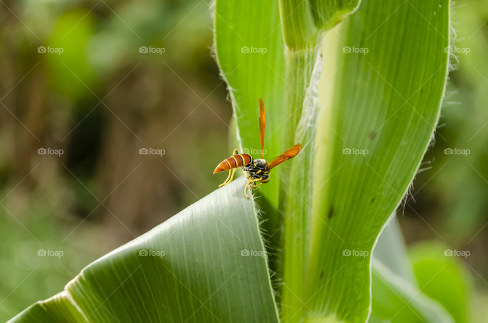 Wasp On Edge Of Corn Leaf