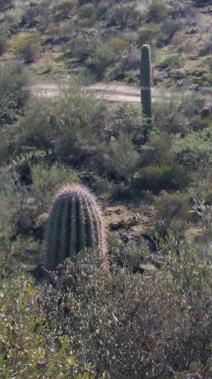 Desert in Arizona with cactus