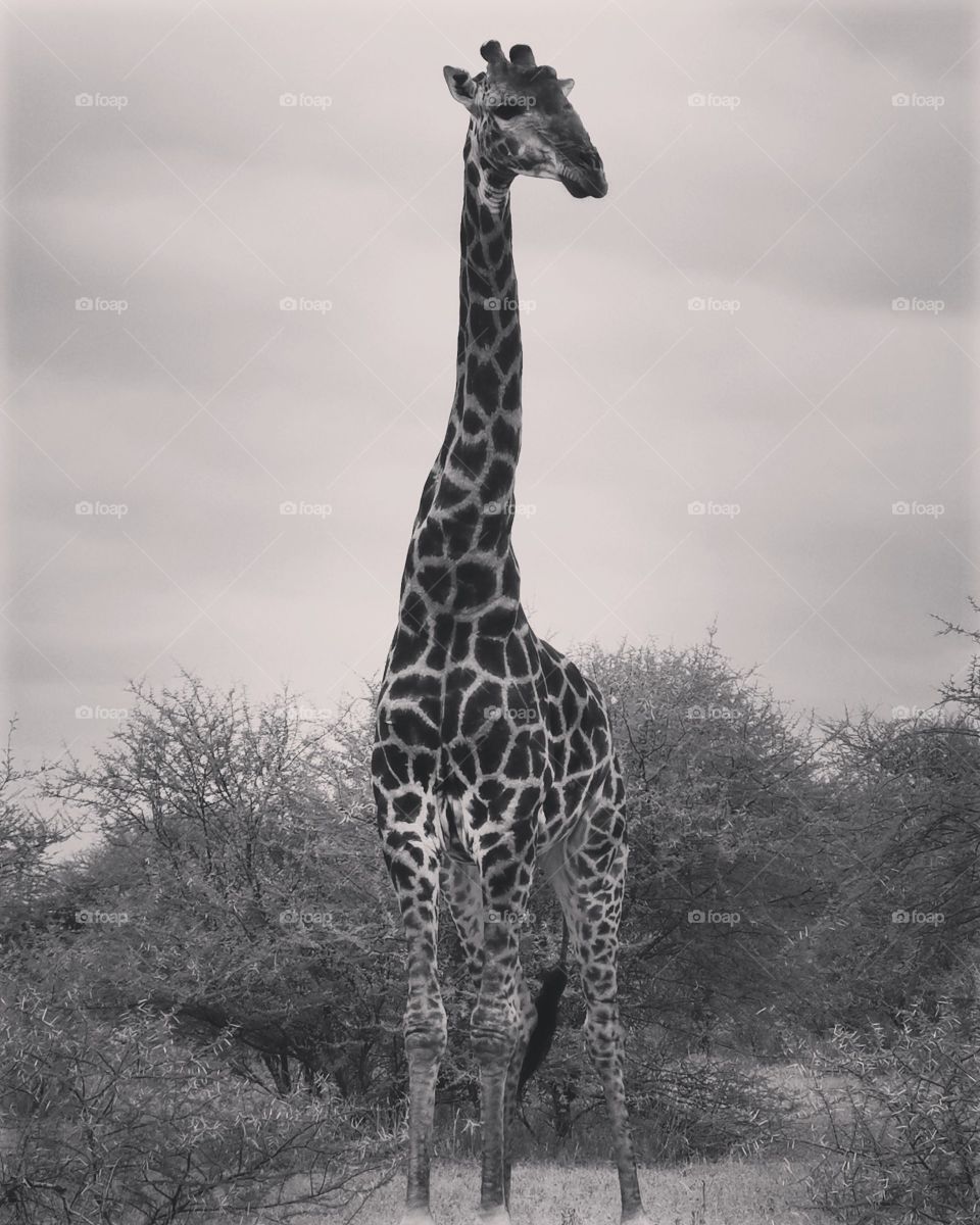 This girrafe is the only one that stayed behind when his family was taken away to another farm in Lempopo.