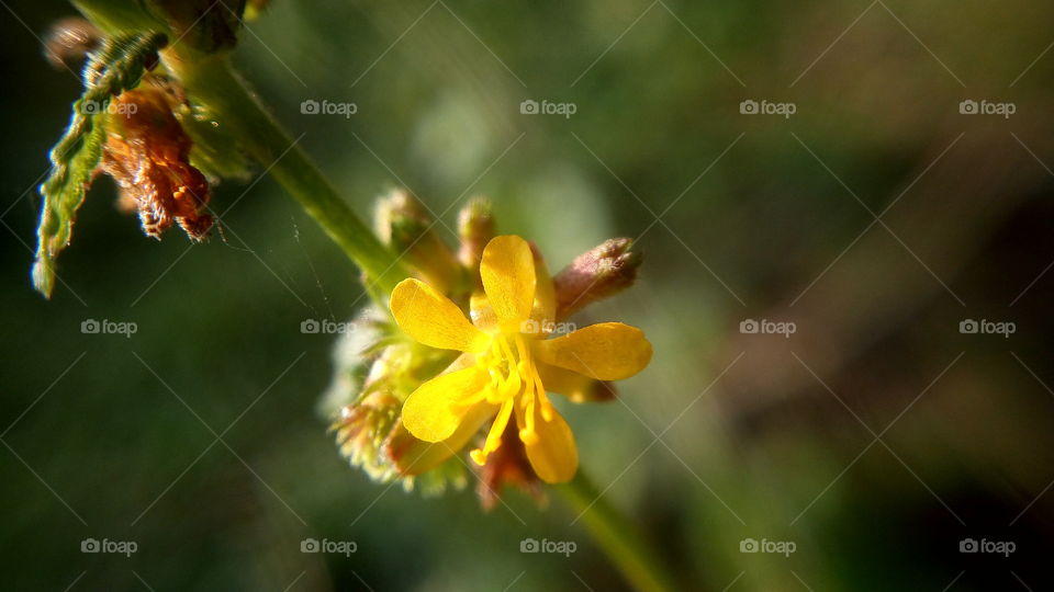 the most beautiful blooming little yellow flower in my farm