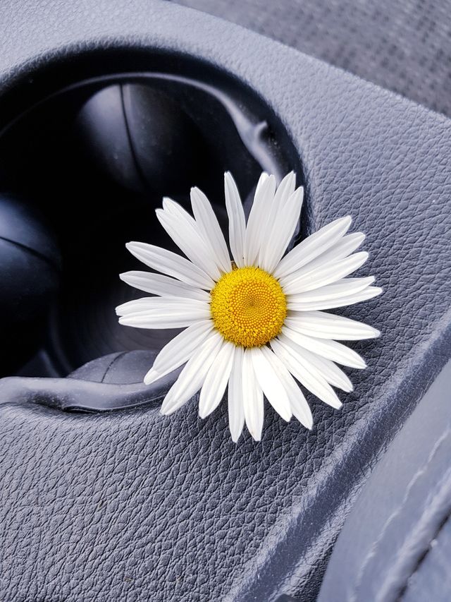 Lovely Daisy