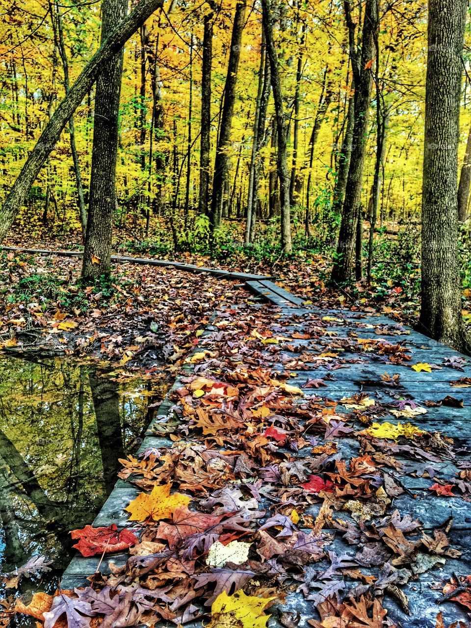 Dry autumn leaves on boardwalk in the forest