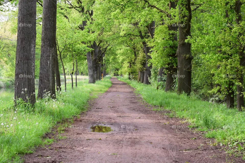 Avenue of trees