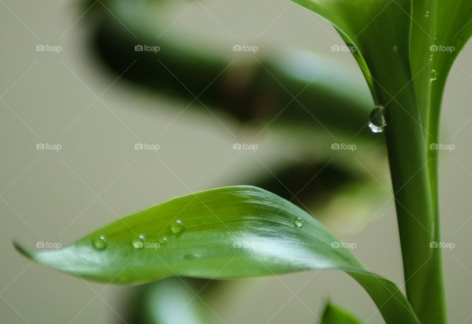 Water drop Macro shot