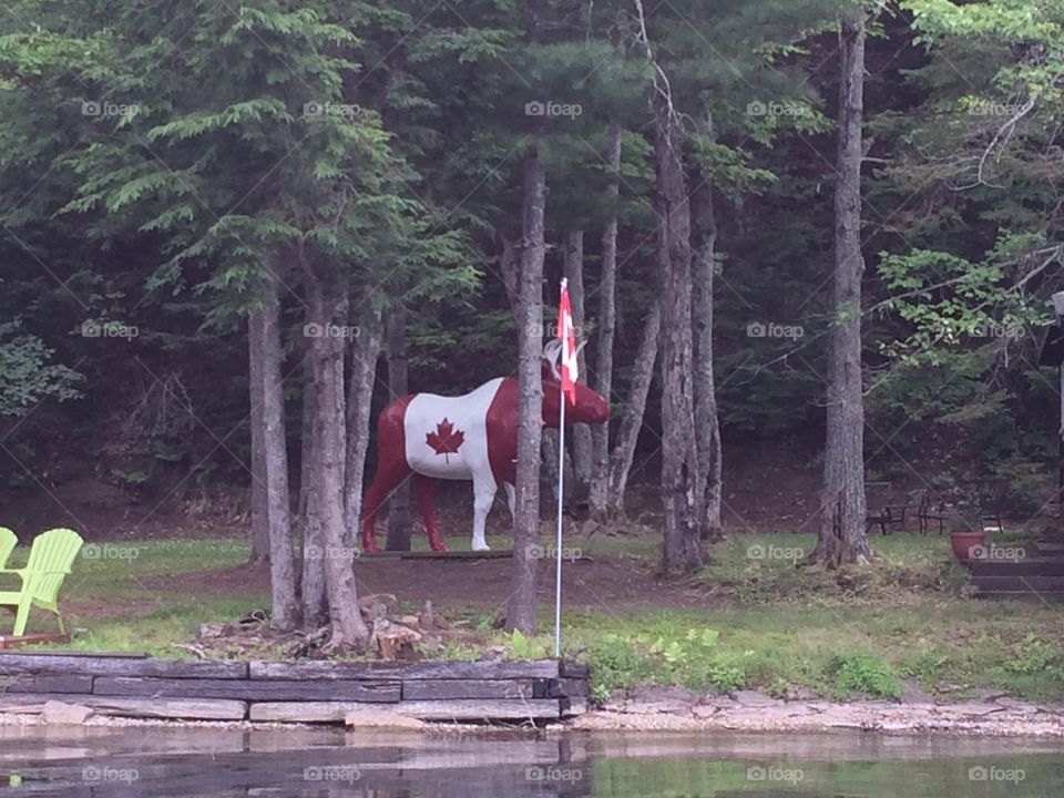 Canadian moose sculpture