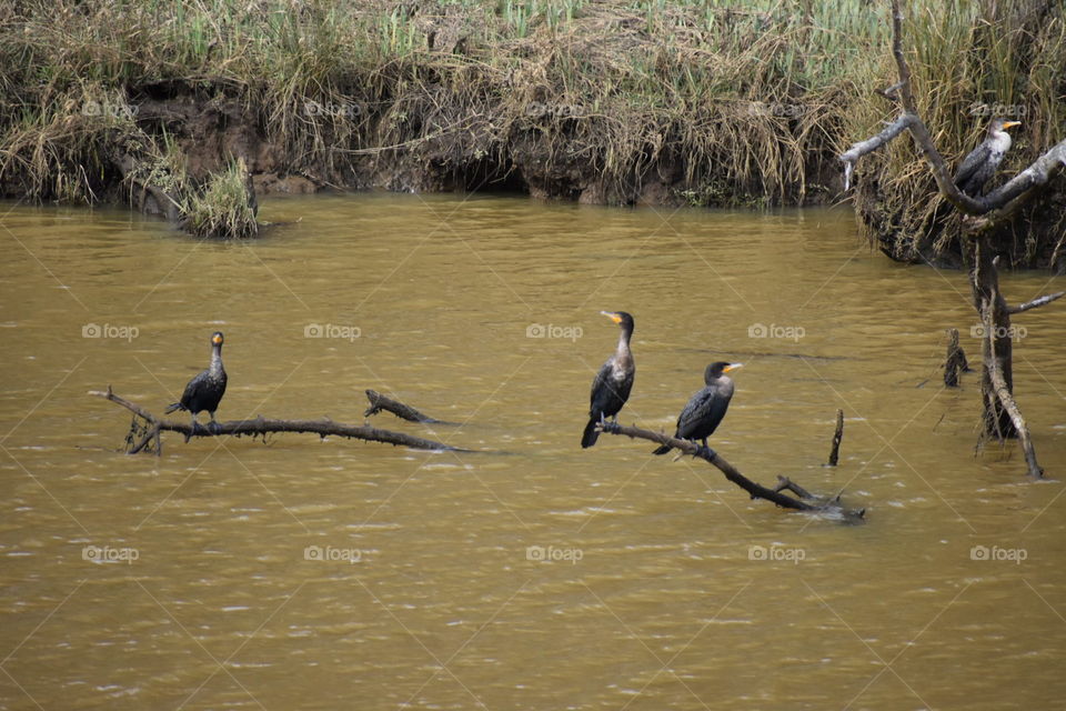 birds down by the water 