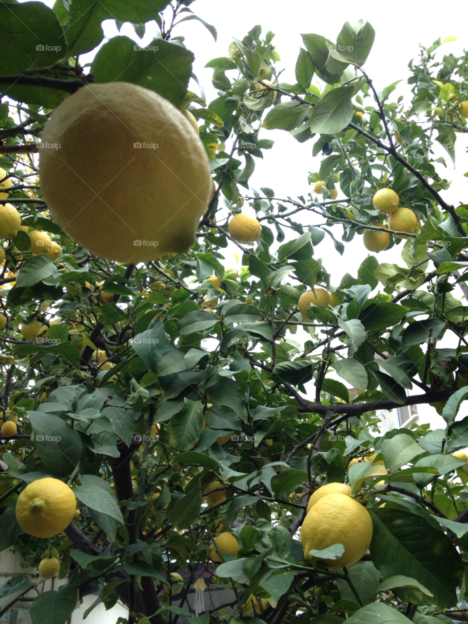 yellow leaves lemons lemon tree by gkallis23