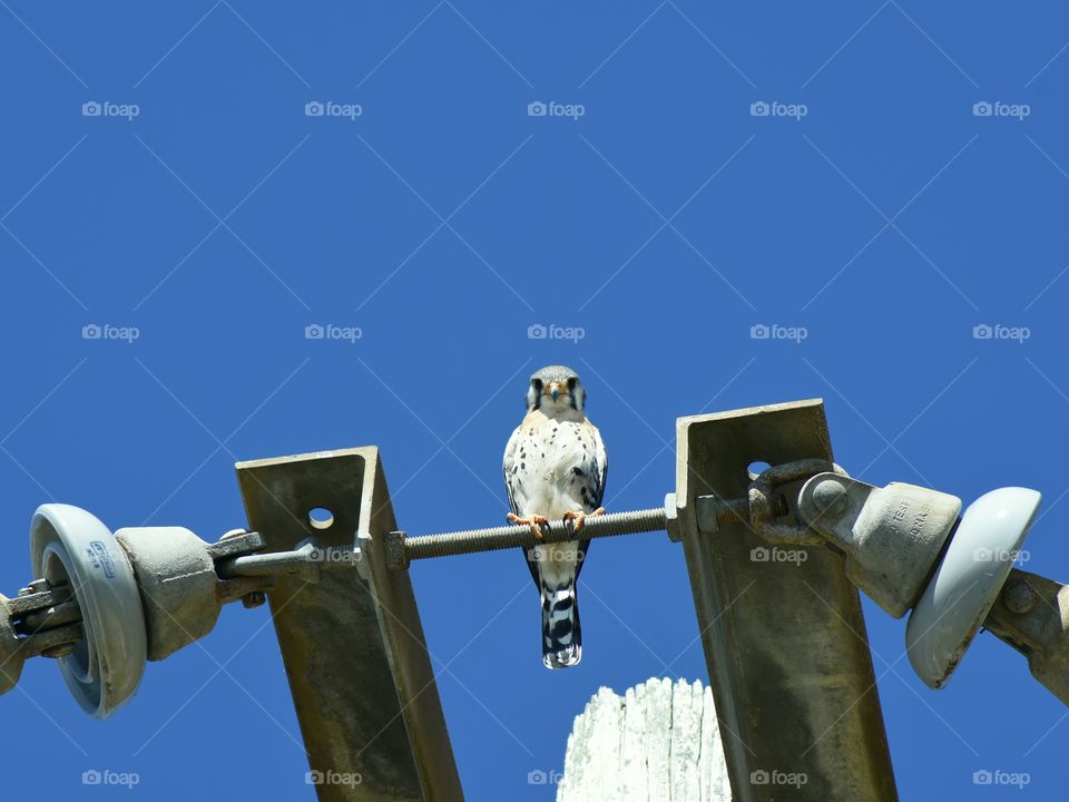 Low angle view of falcon looking at camera