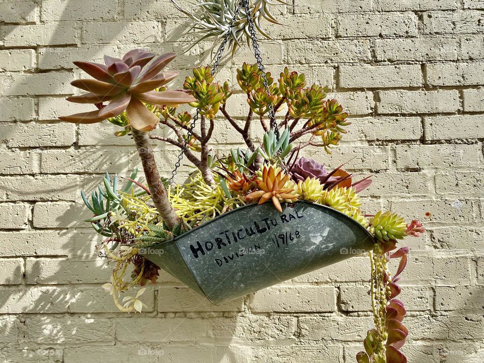 A metal planter full of succulents hanging on a brick wall