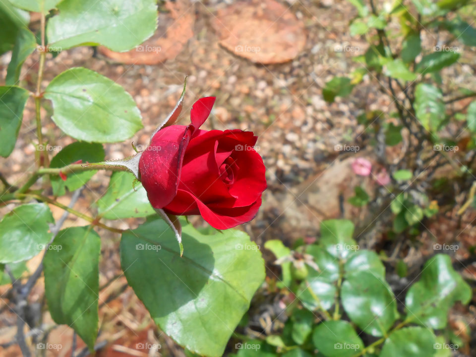 Vibrant Red Rosebud Partially Open