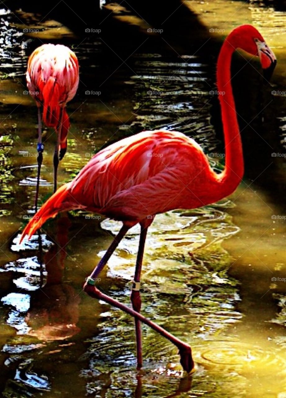 Pink flamingo. A pink flamingo in Florida