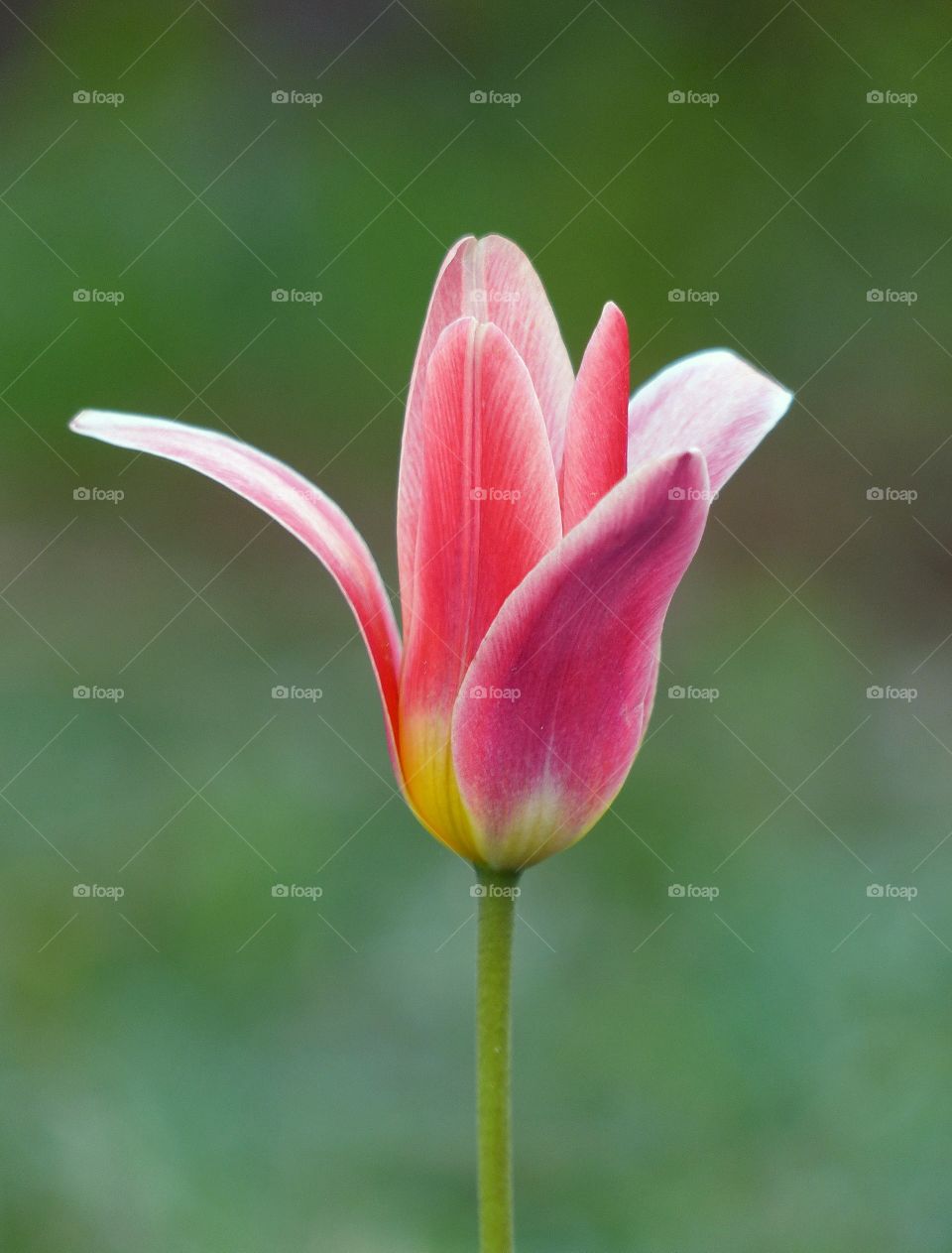 Beautiful tulip with green background