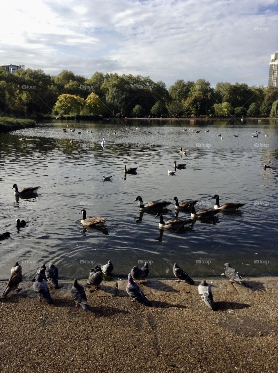 Birds, swans and pigeons at Hyde park