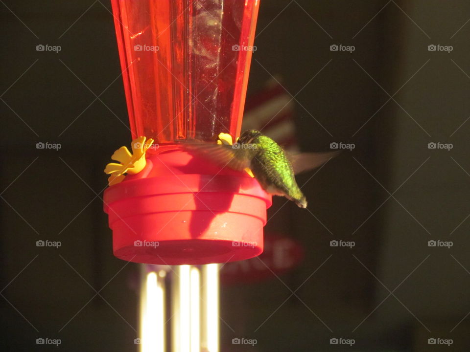 hummingbird feeding