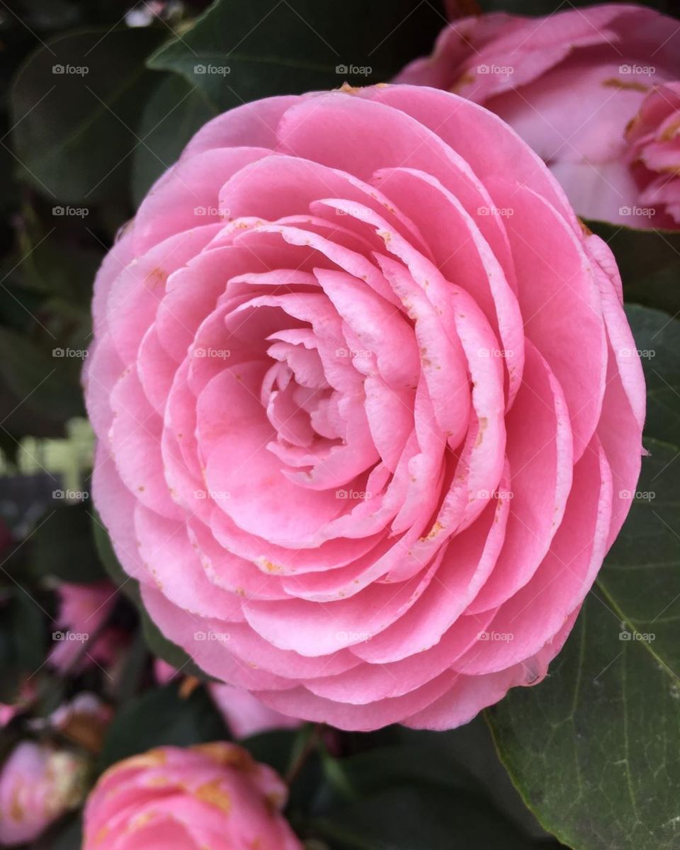 I’m convinced that this flower is supernatural, how can it look so perfect?