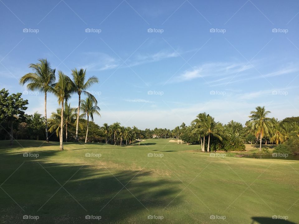 Golf, Tree, No Person, Recreation, Palm