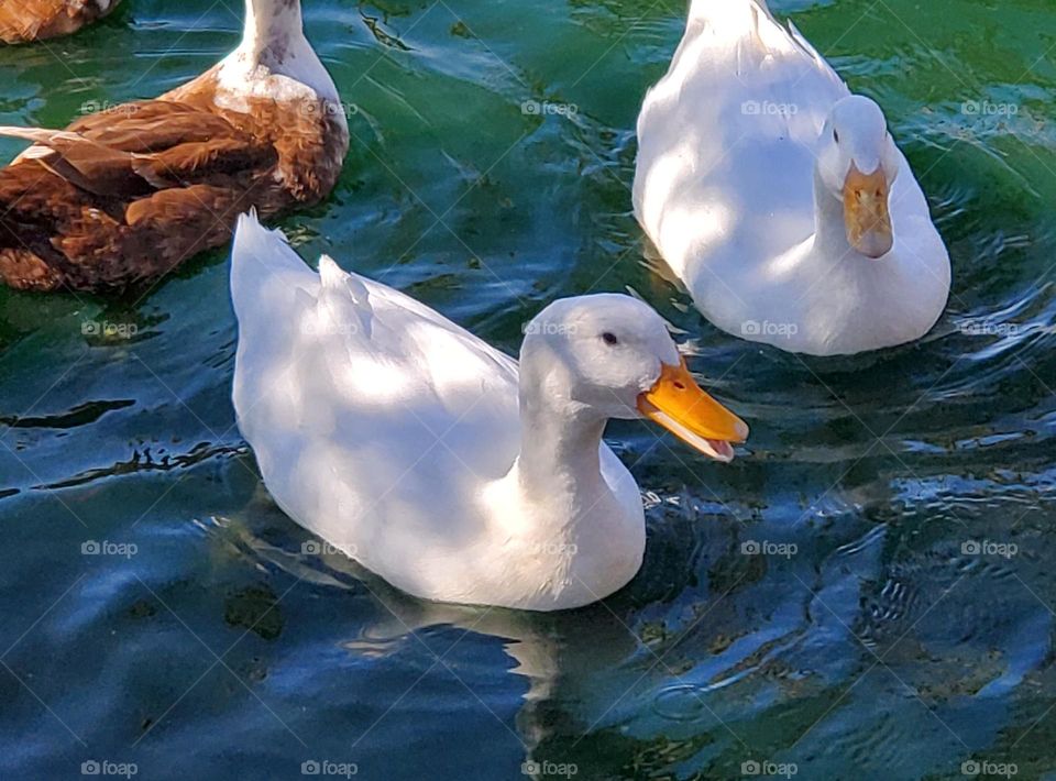 Two White Ducks on Lake