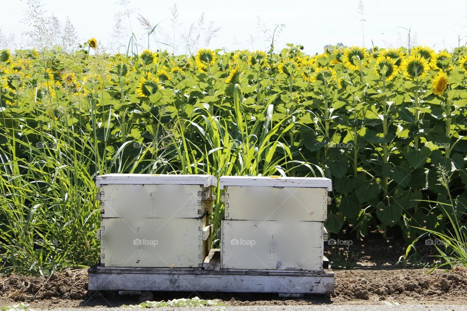 beehive sunflower field