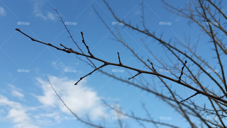 branches
