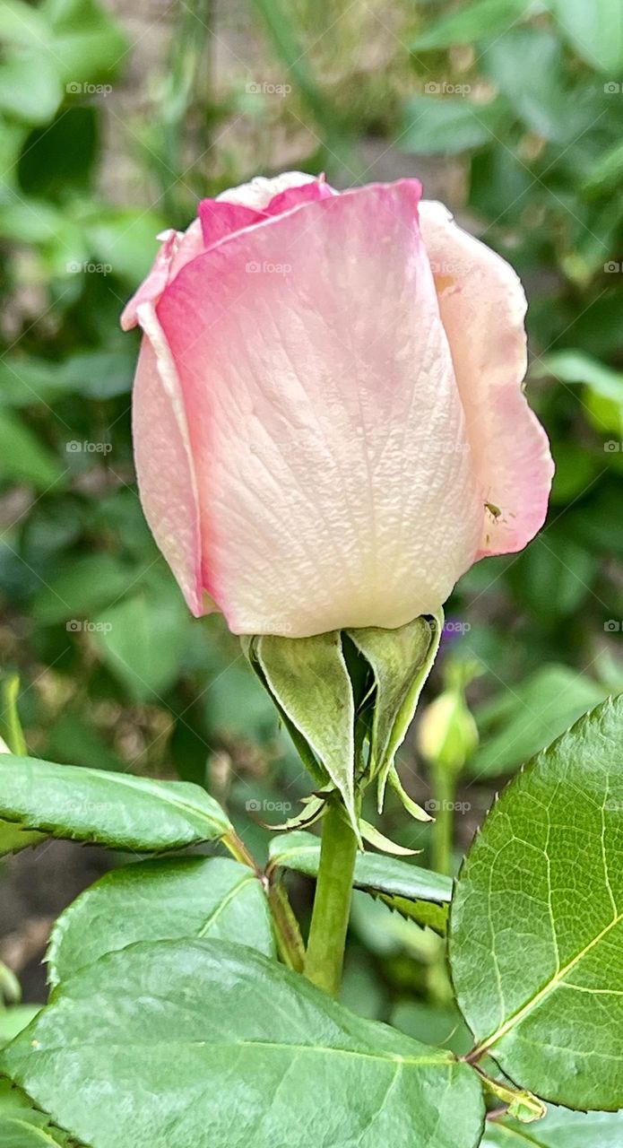 Delicately pearlescent rose bud