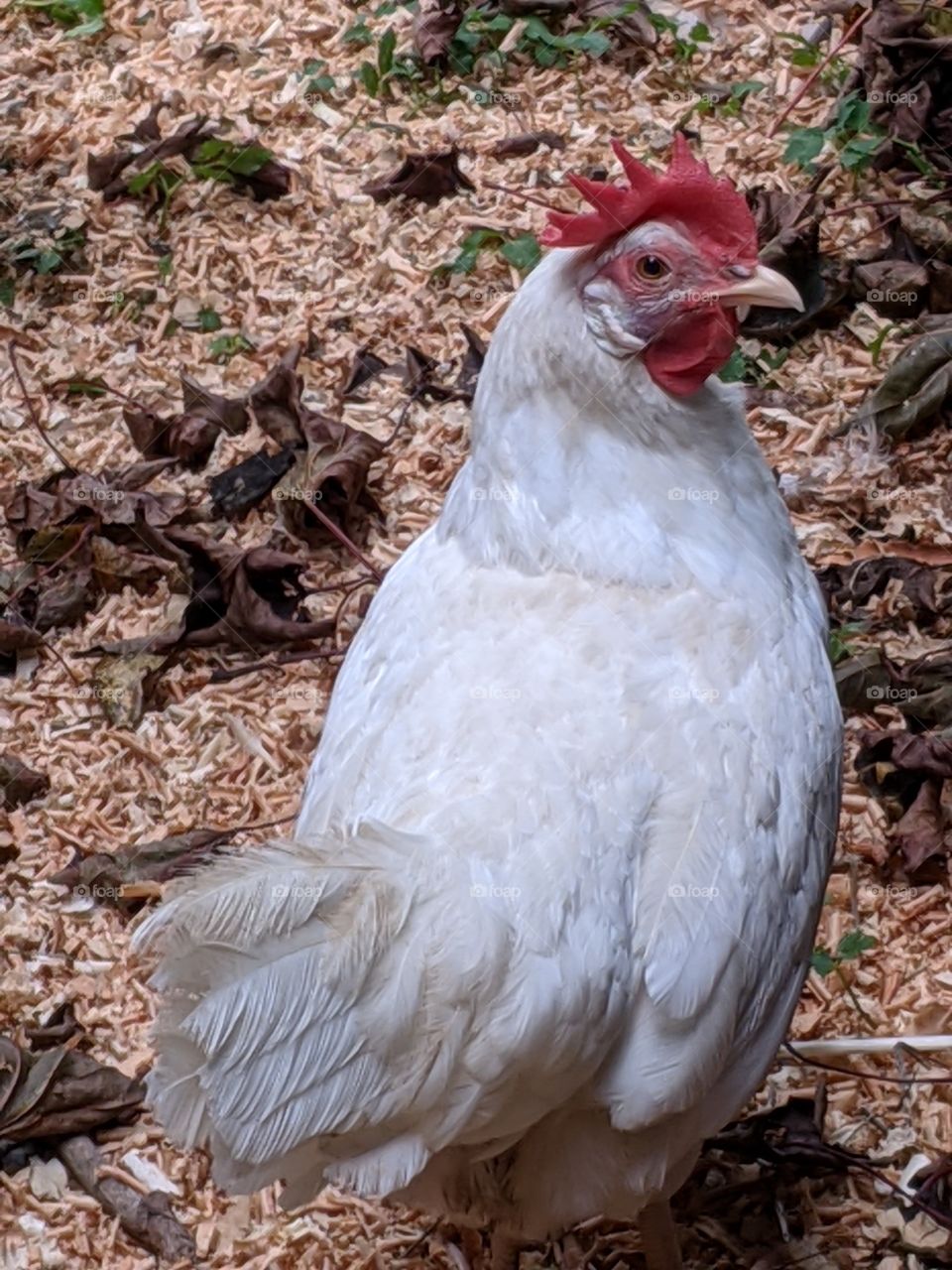 Curious Chicken