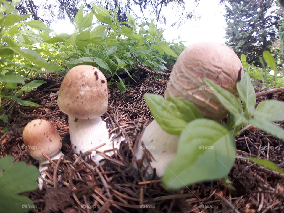 Mushrooms Botanical Garden