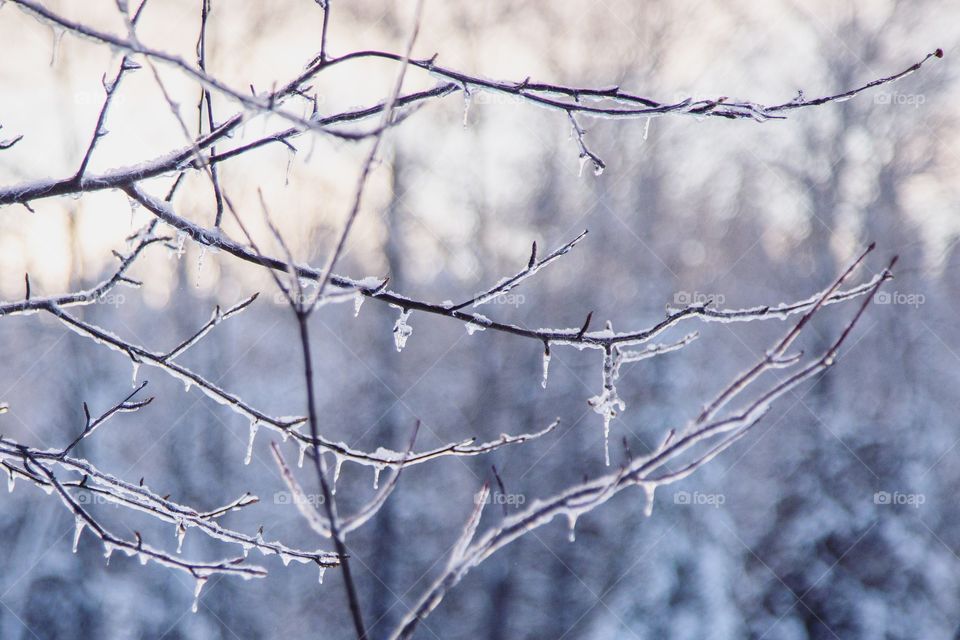 Gorgeous crisscross of icy branches in a snowy scene