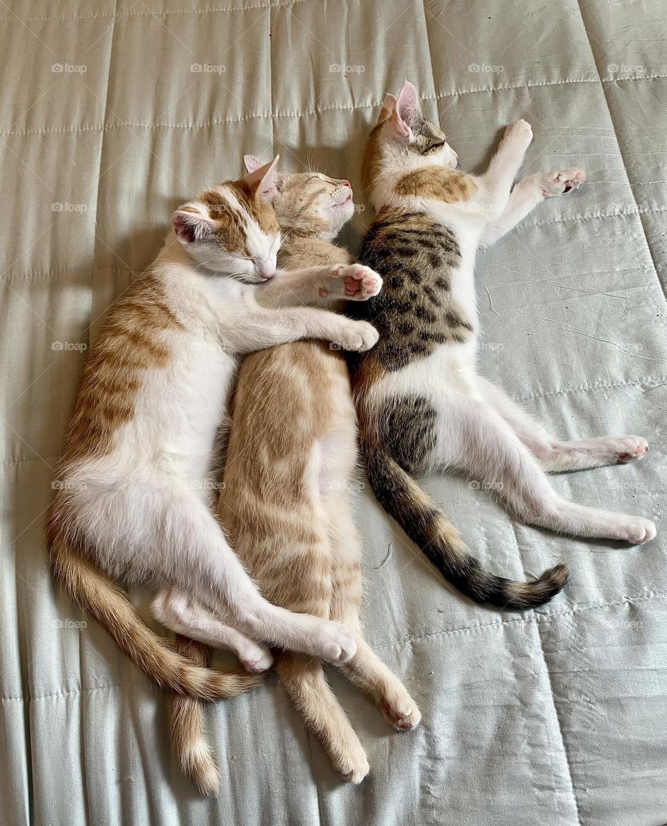 Three kittens sleeping together on a bed