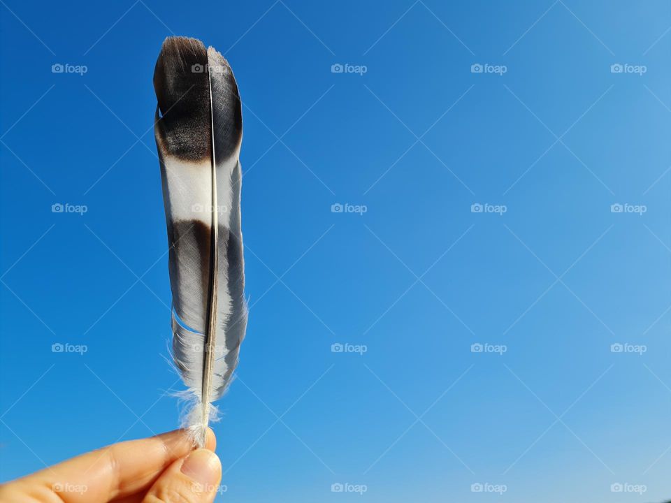 bird feather in hand and blue sky in the background