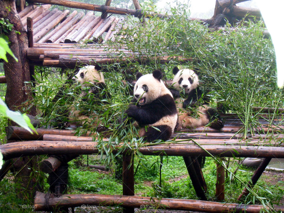 green white black eating by mengzishiliu