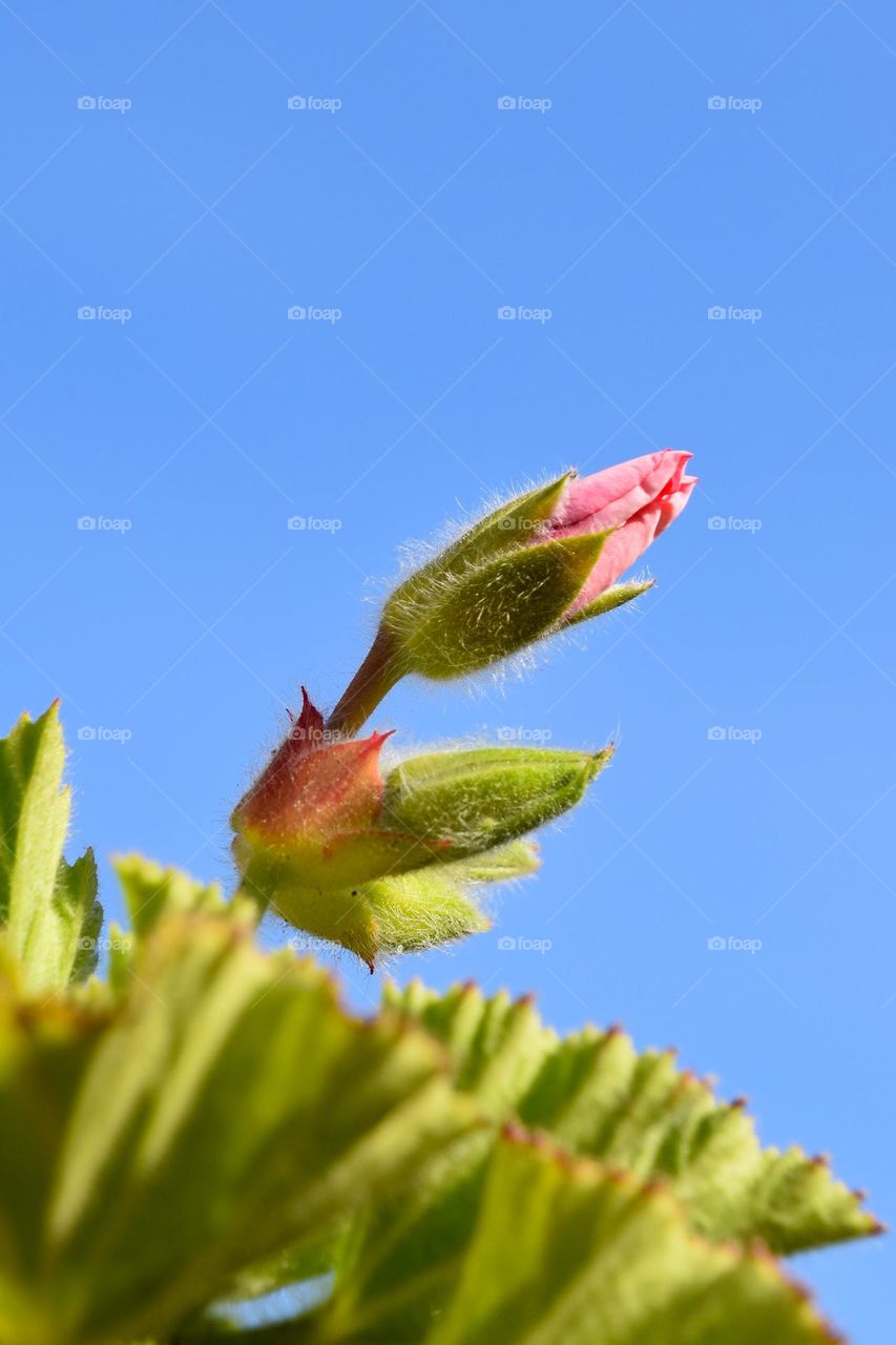 Flower bud