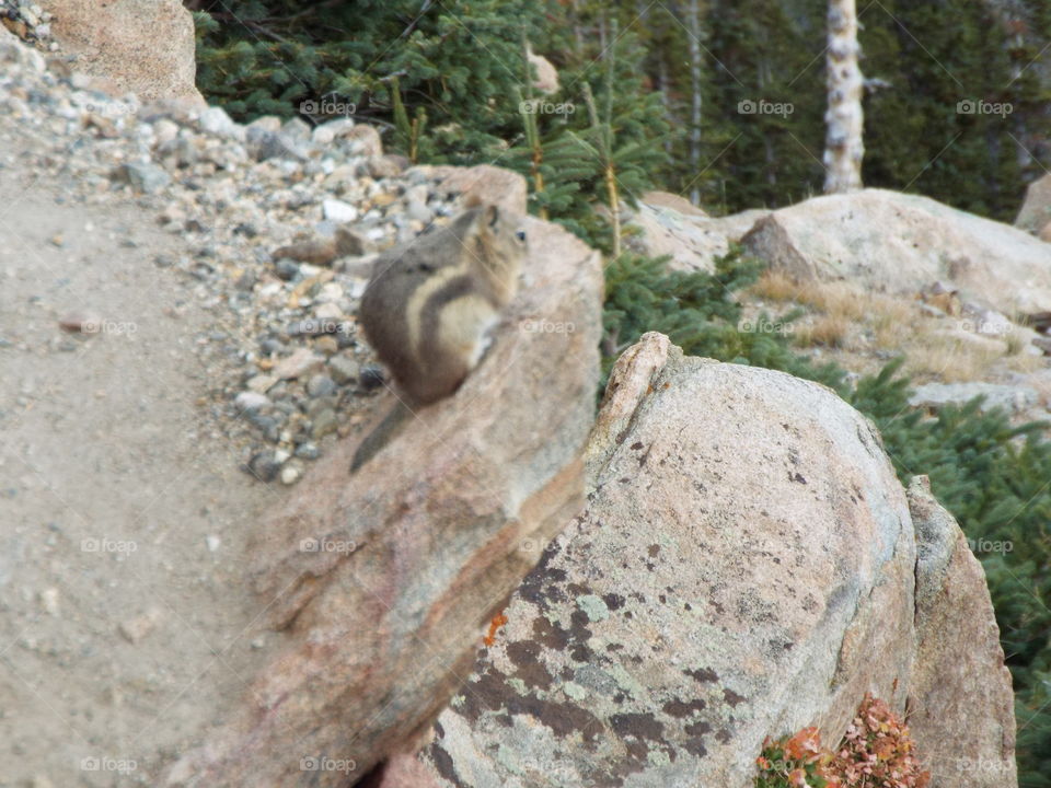 Critters on the Mountain sides