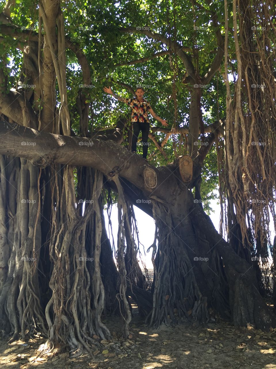 Tree, Wood, Root, No Person, Nature