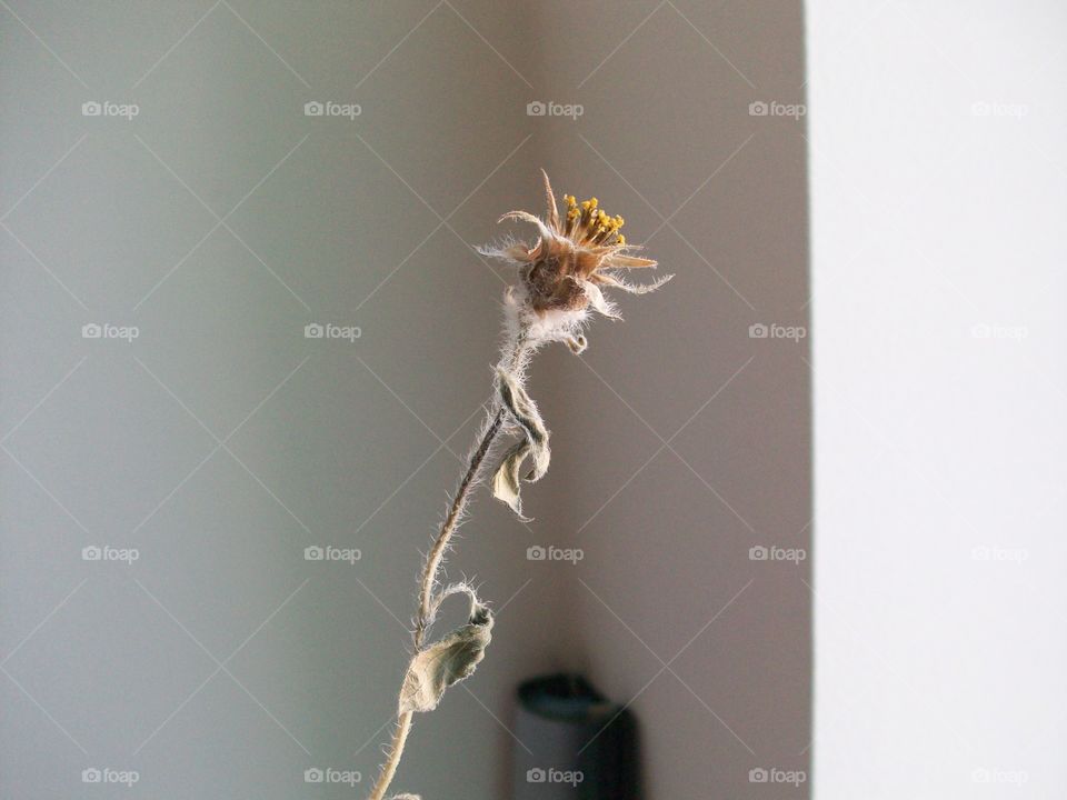 dying sunflower