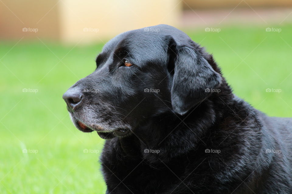 Labrador retriever looking away