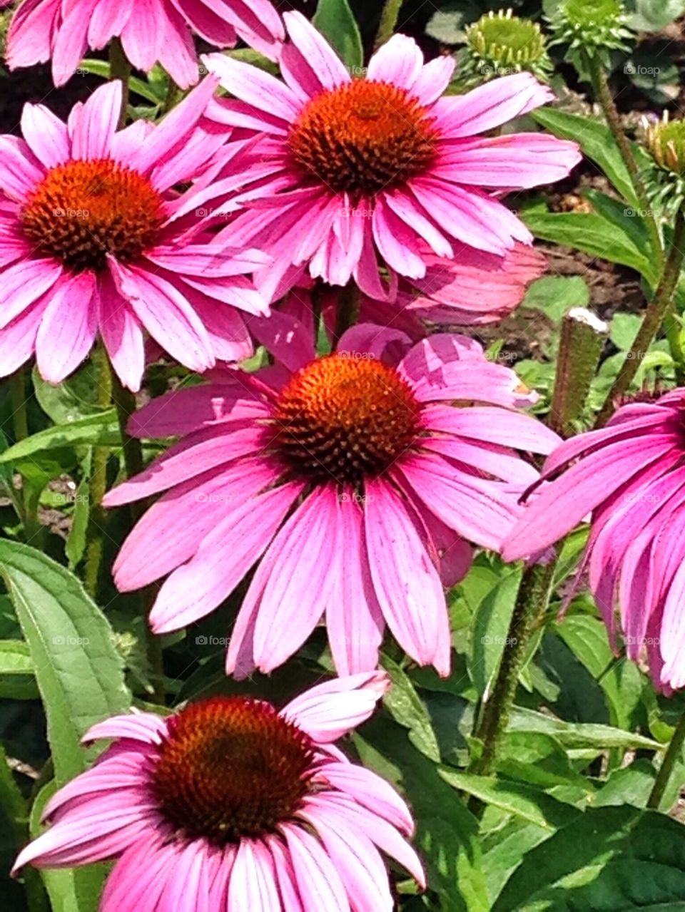 One Eyed Susan flowers