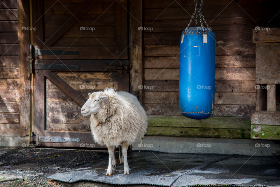 Just a sheep and his punching bag