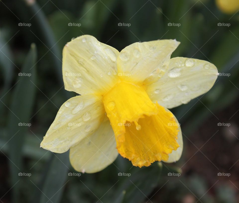 Rain on Yellow Daffodil