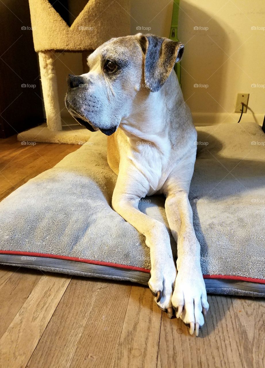 Boxer laying on his bed