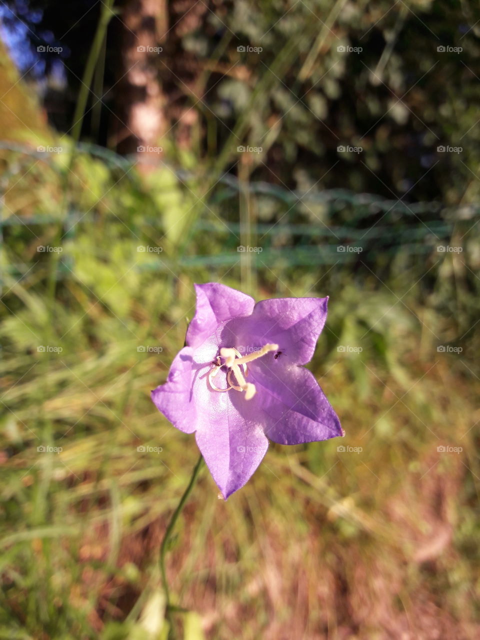 purple sunny flower