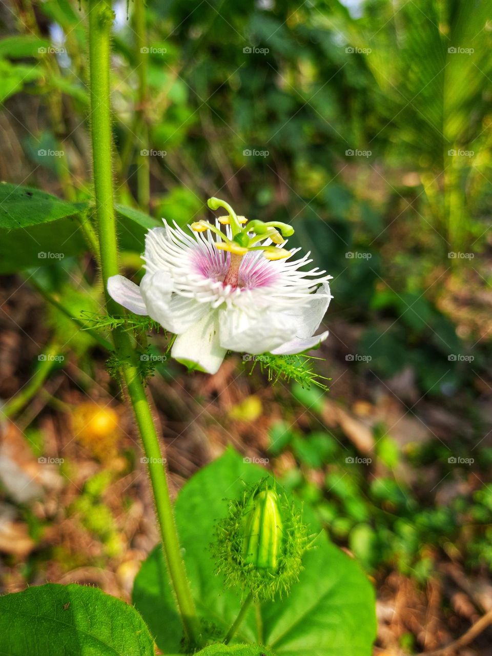 passiflora foetida flowers bloom beautifully in the morning.