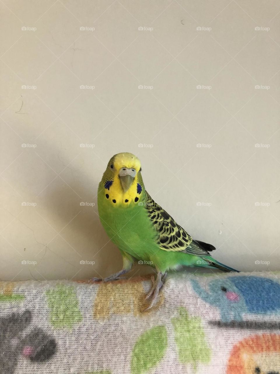 Coco loves the camera 🦜🌿