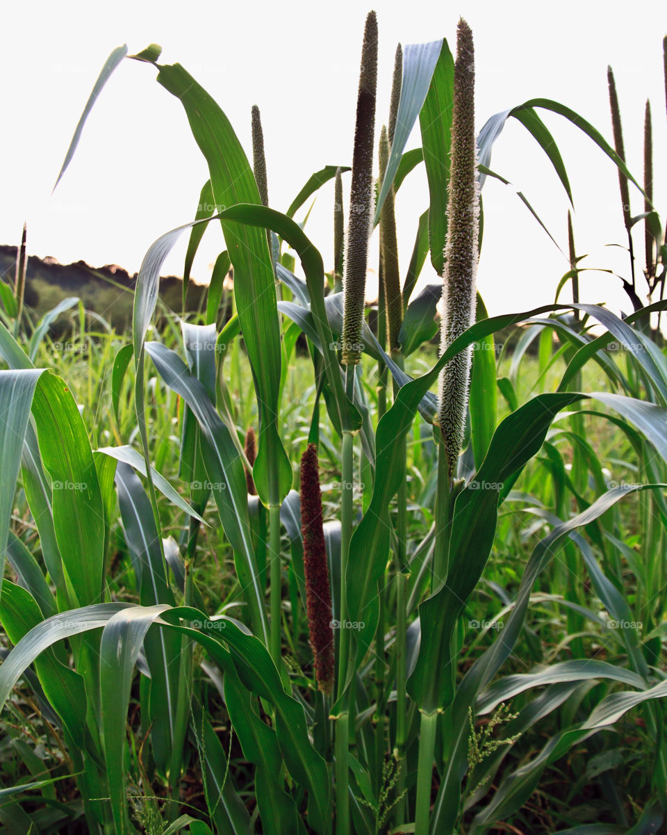 green field plants leaves by hollyau92