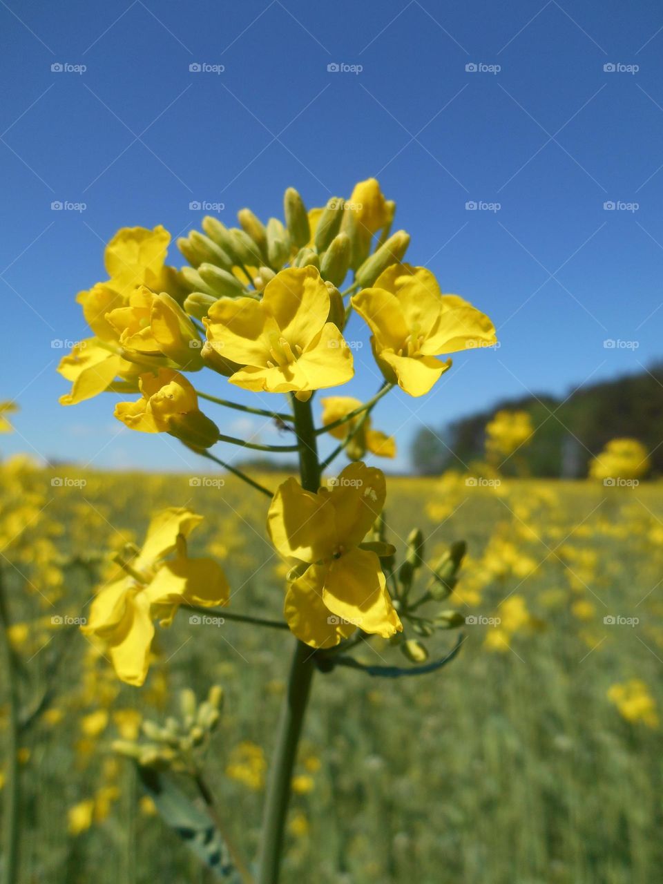 yellow flowers blooming blue sky view