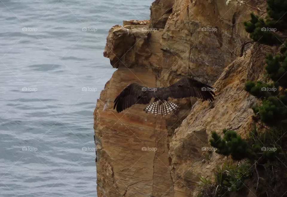 Osprey 